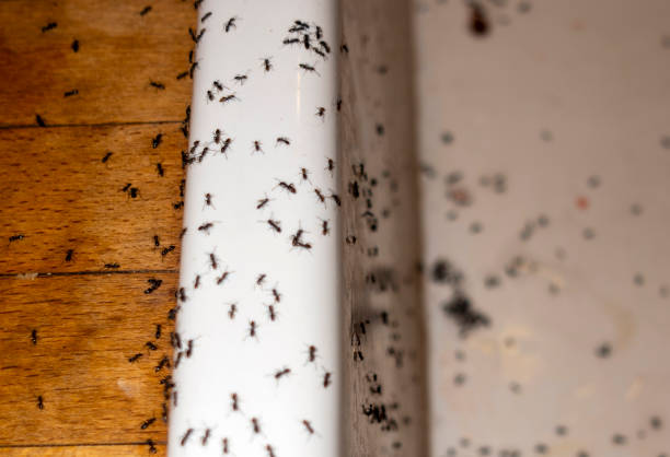 Best Pest Prevention Services  in Grant, AL