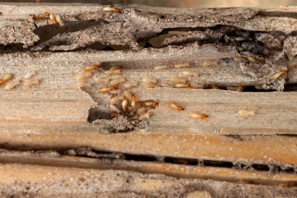 Best Pest Control Treatment  in Grant, AL